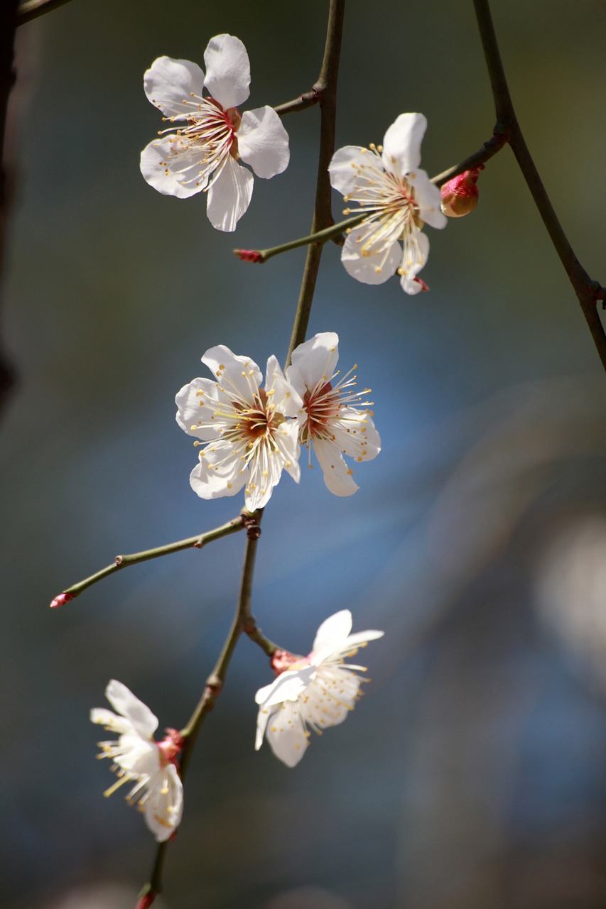plum blossom, flower wallpaper, beautiful flowers-4946160.jpg
